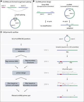 CIRCprimerXL: Convenient and High-Throughput PCR Primer Design for Circular RNA Quantification